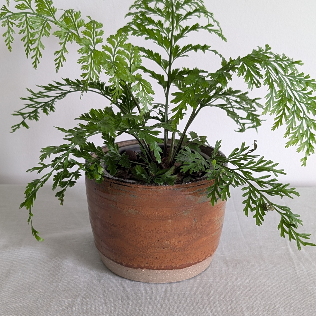 River Rock Pot